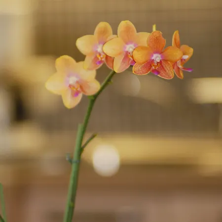 Tritscher Apartment 4*