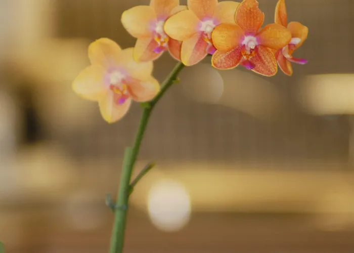 Tritscher Apartment 4*